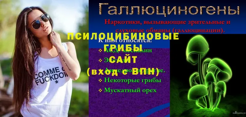 Галлюциногенные грибы Psilocybine cubensis  Белоусово 